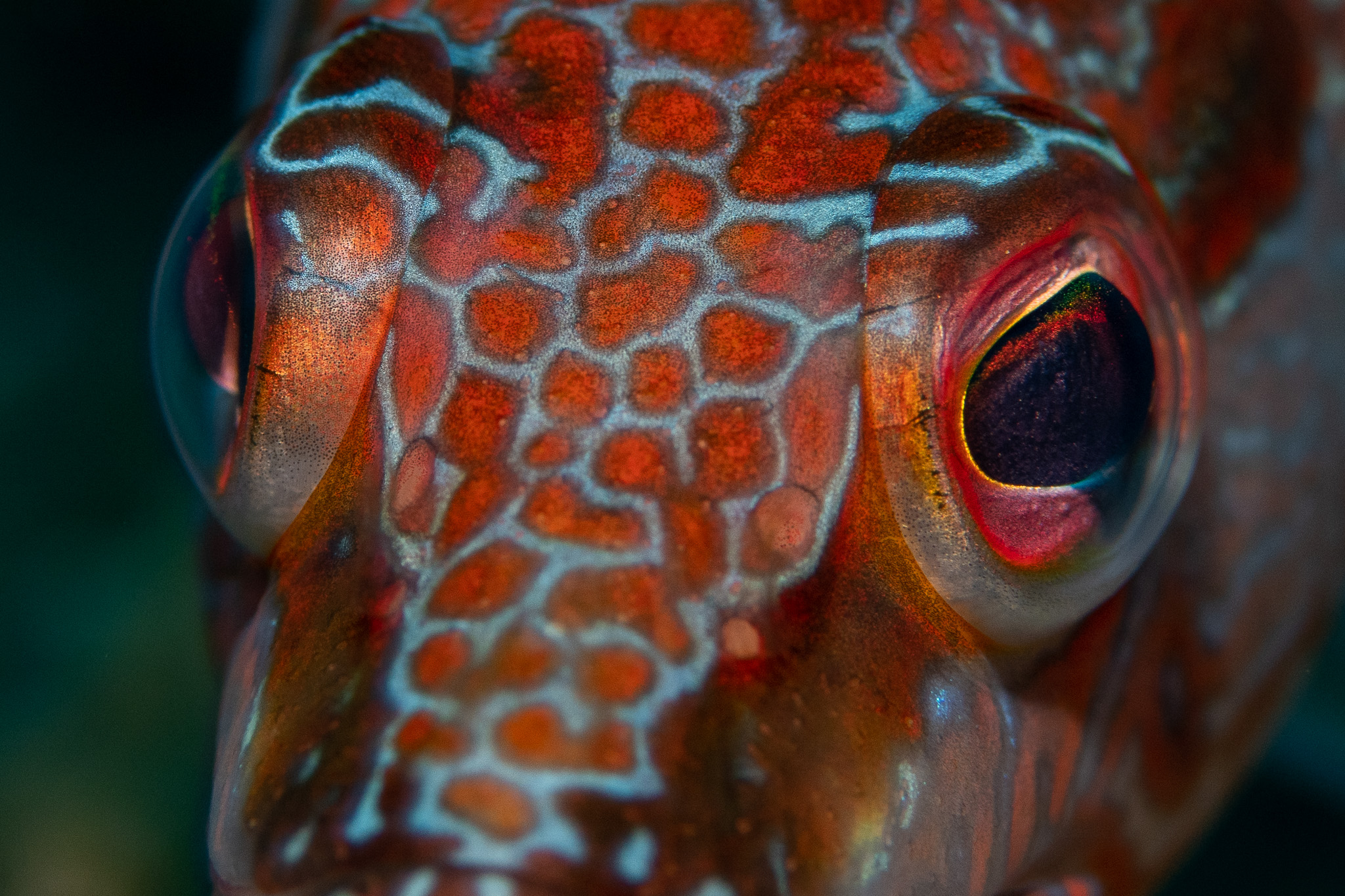 Close up fiskportätt
