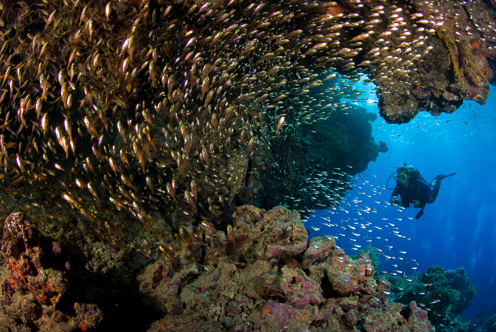 Röda Havet, stim med glasfiskar. Foto: Ingvar Eliasson